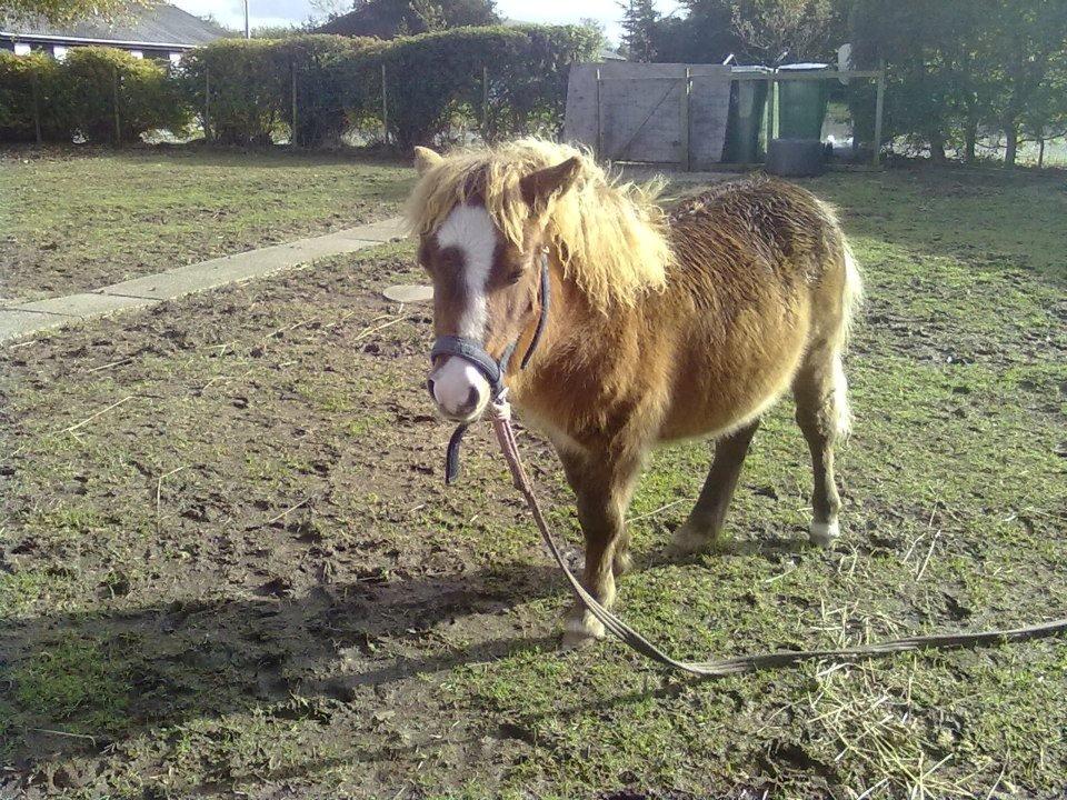 Shetlænder felina billede 8