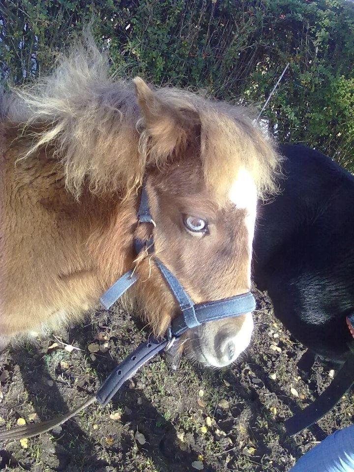 Shetlænder felina billede 9