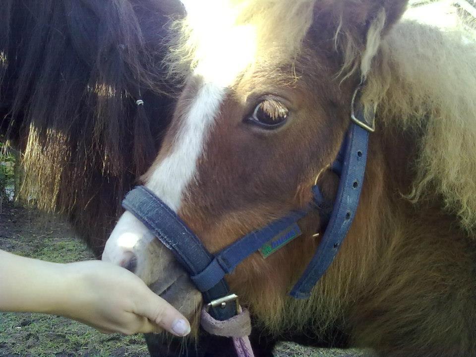Shetlænder felina billede 10