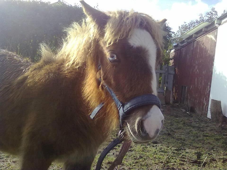 Shetlænder felina billede 11