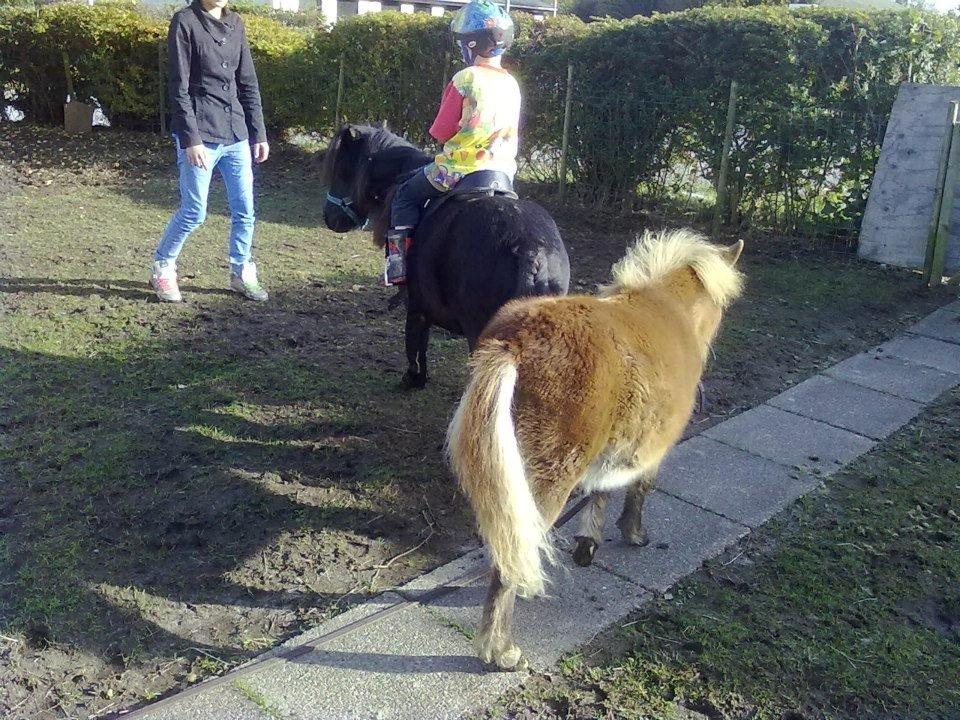 Shetlænder felina billede 12