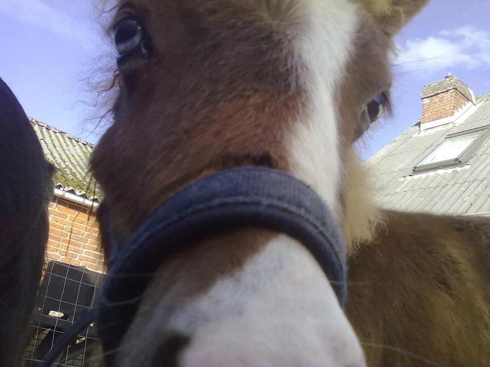 Shetlænder felina billede 13