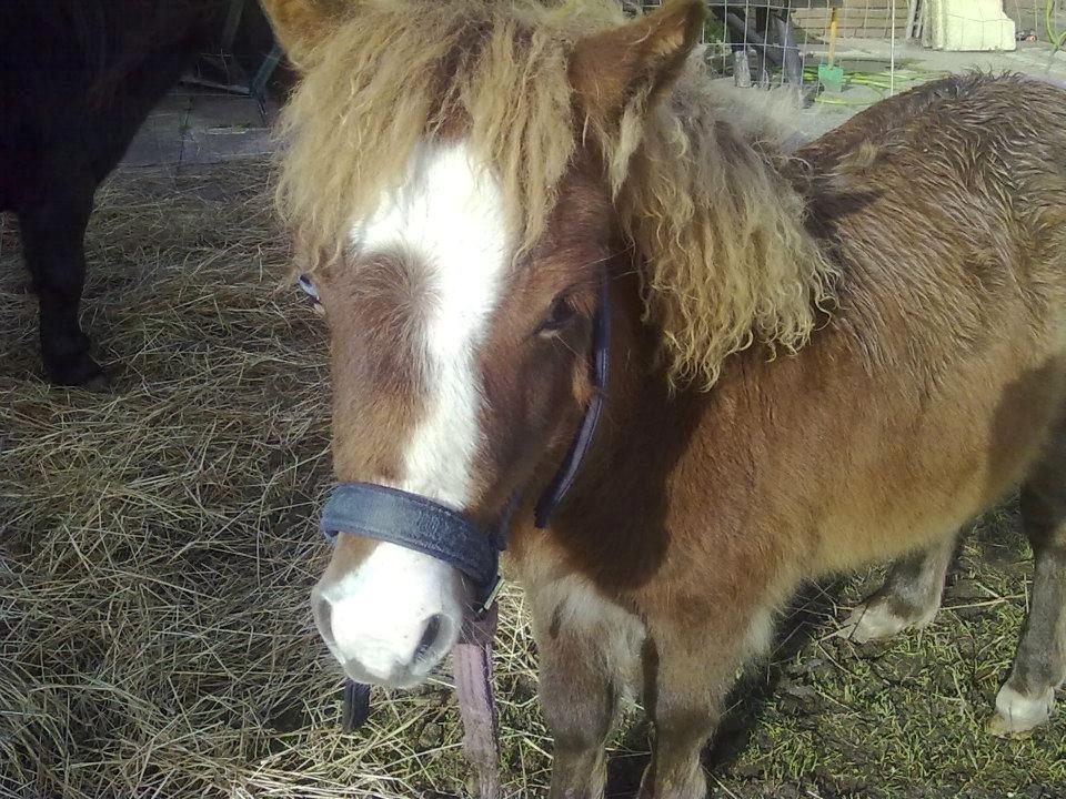 Shetlænder felina billede 14