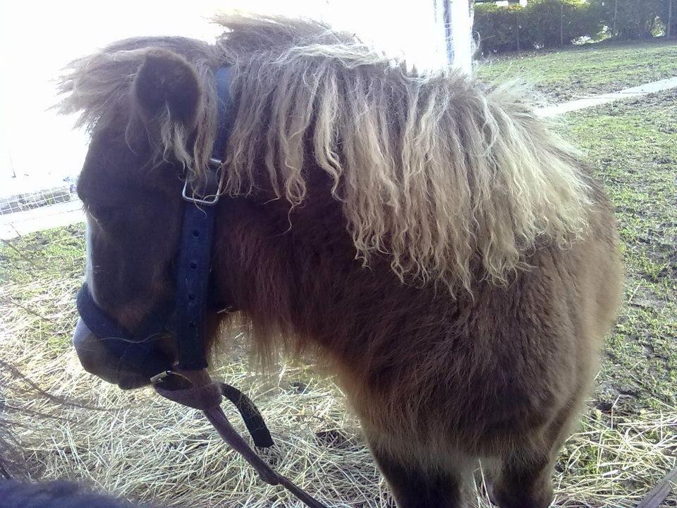 Shetlænder felina billede 15