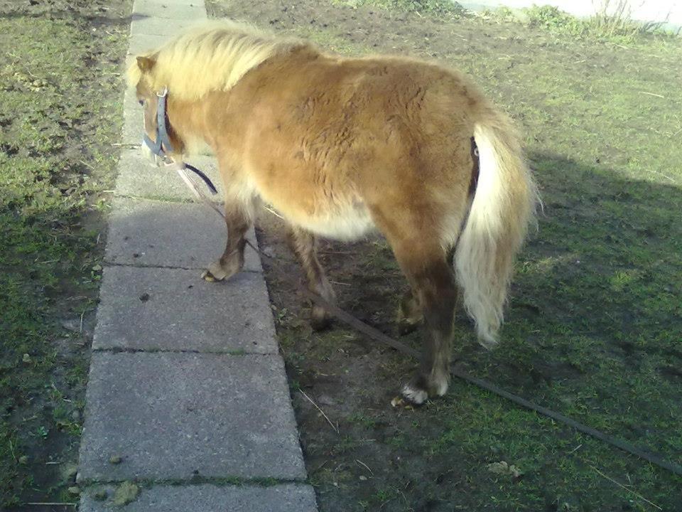 Shetlænder felina billede 16