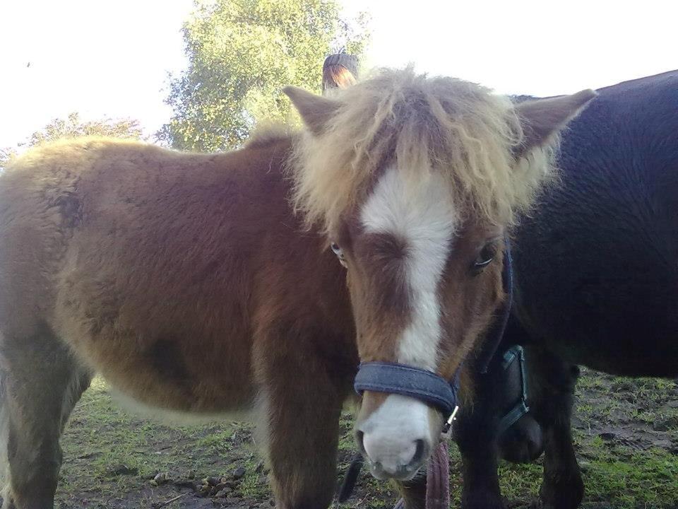 Shetlænder felina billede 17