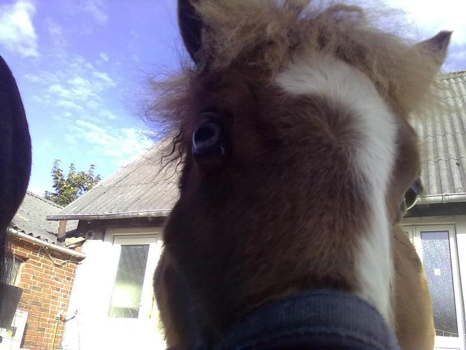 Shetlænder felina billede 18