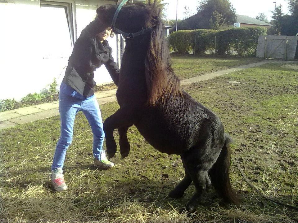 Miniature kim buller håber du har det godt<333333333 billede 13