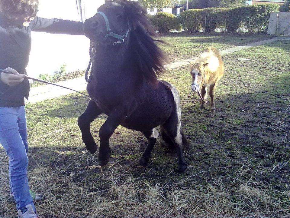 Miniature kim buller håber du har det godt<333333333 billede 15