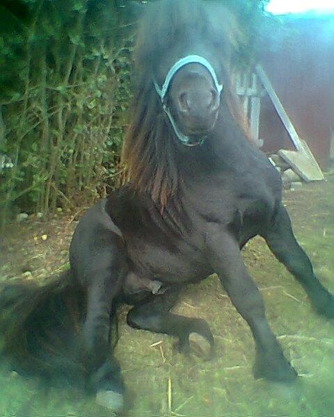 Miniature kim buller håber du har det godt<333333333 billede 16