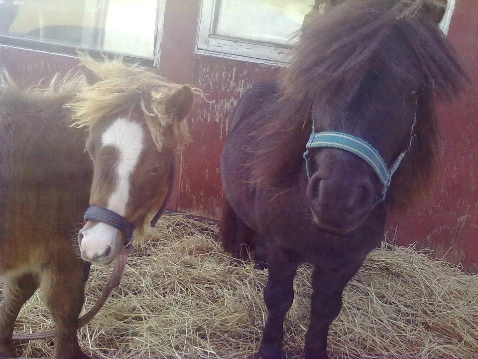 Miniature kim buller håber du har det godt<333333333 billede 17