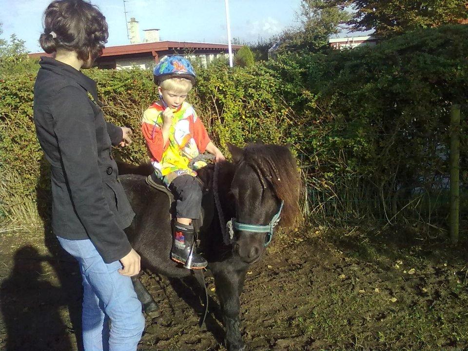 Miniature kim buller håber du har det godt<333333333 - da min lillebror skulle prøvet at ride billede 19