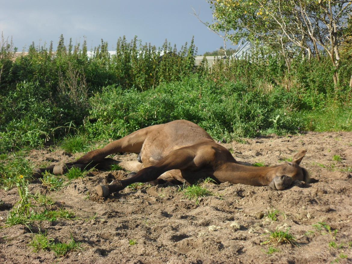Anden særlig race Klitgaards Maximilian*R.I.P* billede 37