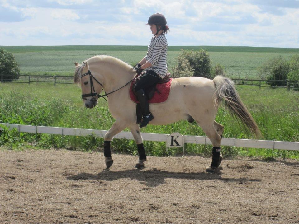 Fjordhest Viktor - et billed fra en sommerdag med dressur træning - smukke pony!<3<3
fotograf: Ida(ejer) billede 16