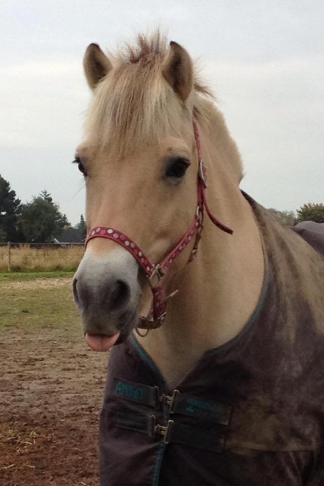 Fjordhest Højgaards Calypso - En fæk Calle der rækker tunge <3 billede 1