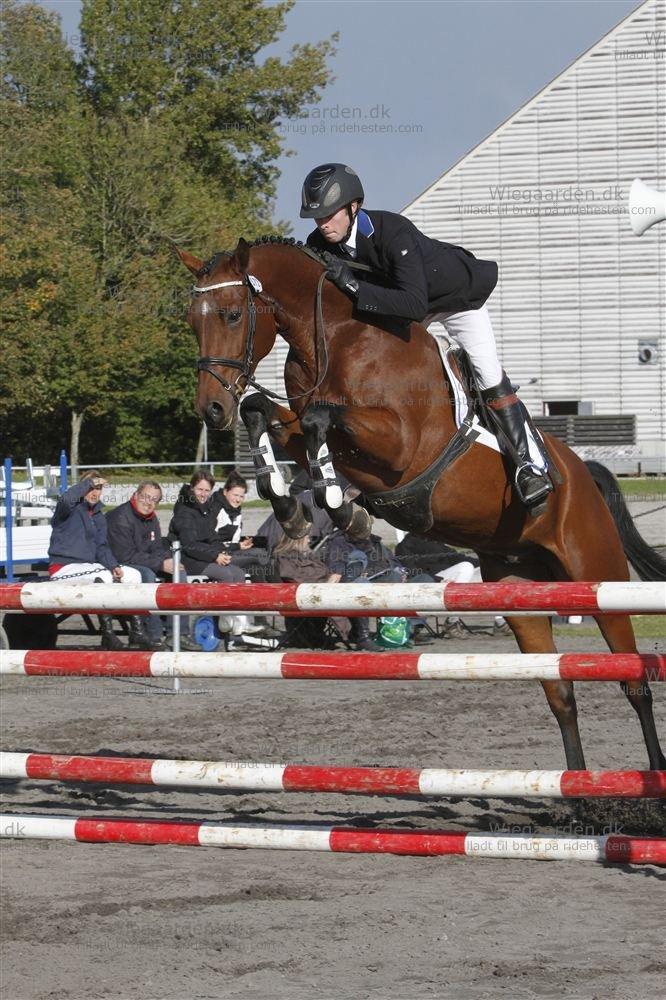 Dansk Varmblod RayPawers Heart of Pride - pride til egnethedstest på Vilhelmsborg hvor han fik 8,5 for teknik og 9 for kap. billede 7