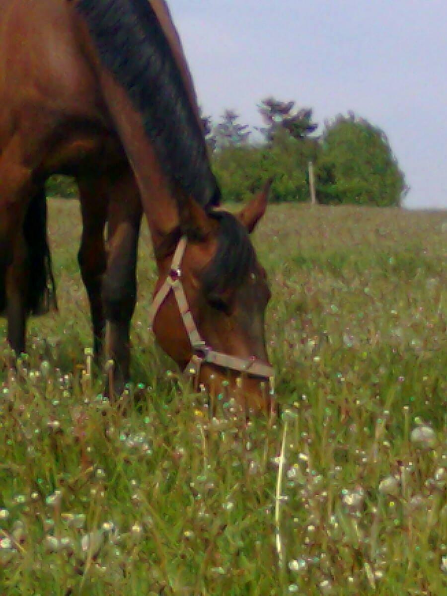 Anden særlig race Mickey Rex billede 1