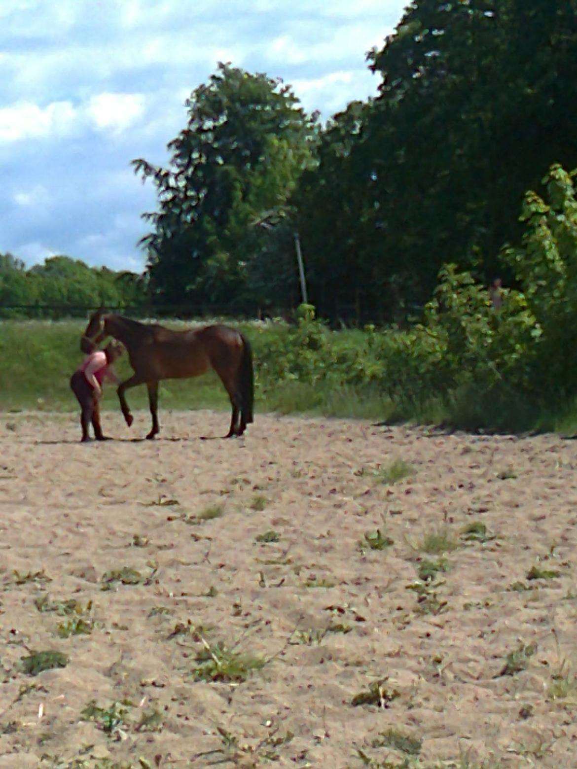 Anden særlig race Mickey Rex billede 2