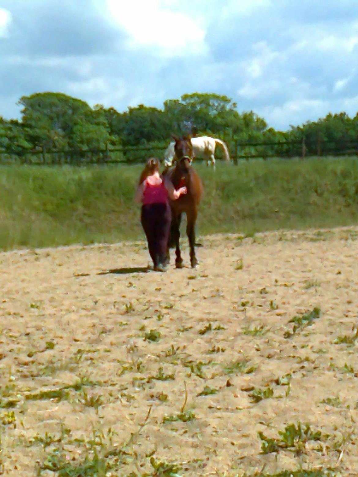 Anden særlig race Mickey Rex billede 3