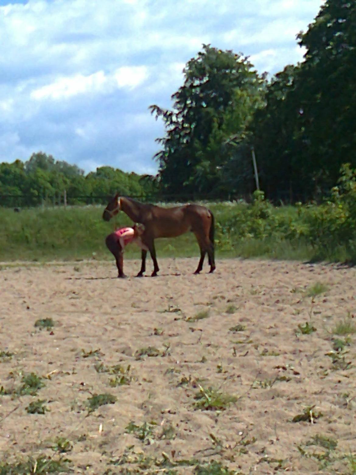 Anden særlig race Mickey Rex billede 5