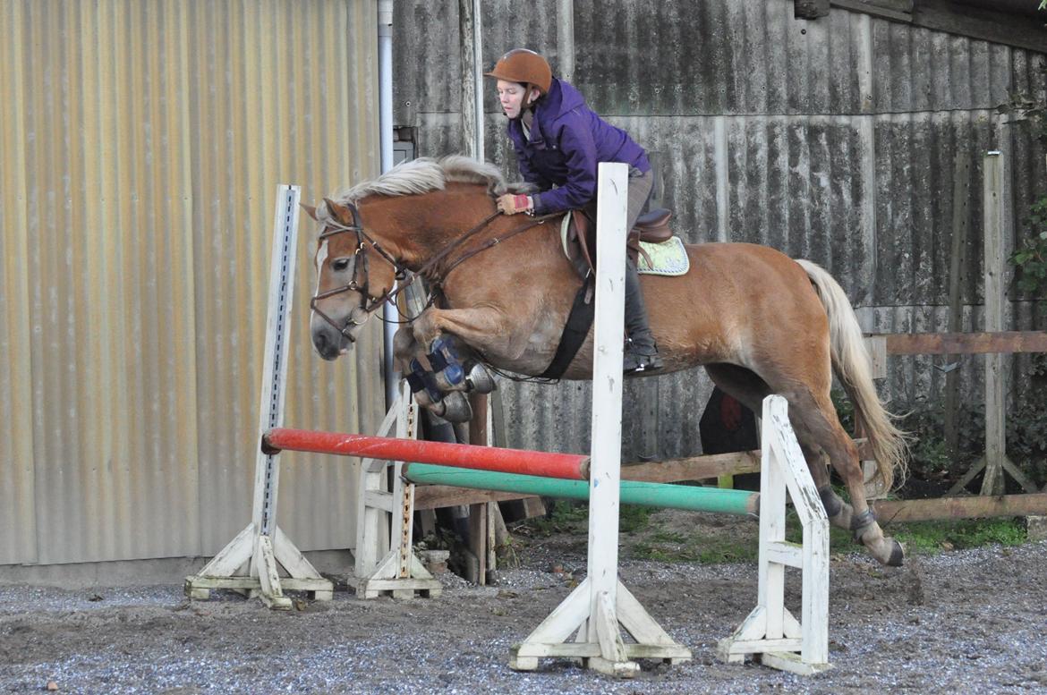 Haflinger My Fair Lady.SAVNET ;( - min datter springer på lady, de er bare for seje til det ;) sep 2012 billede 9