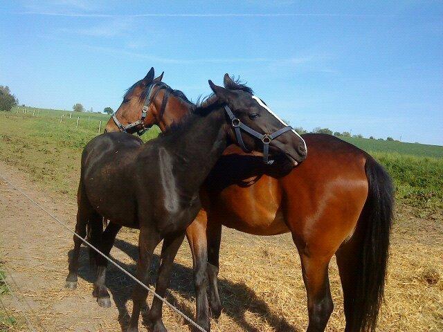 Anden særlig race Tambi billede 1