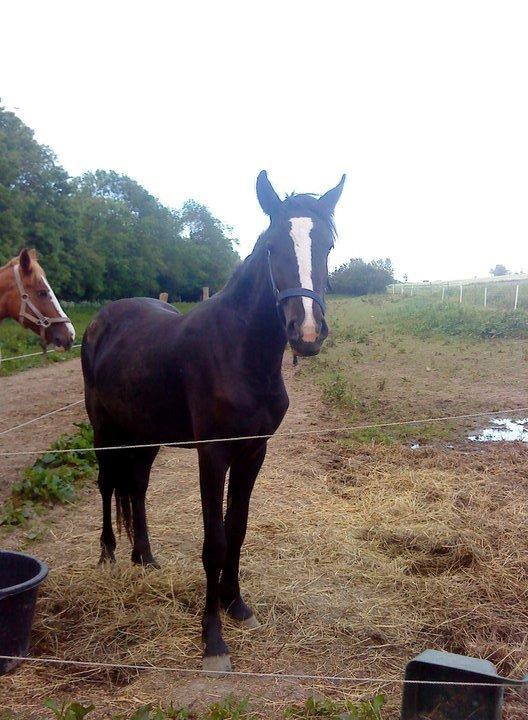 Anden særlig race Tambi billede 2