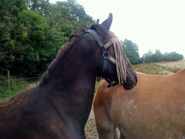 Anden særlig race Tambi billede 4