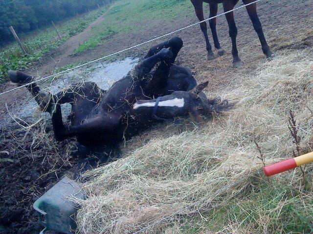 Anden særlig race Tambi billede 5