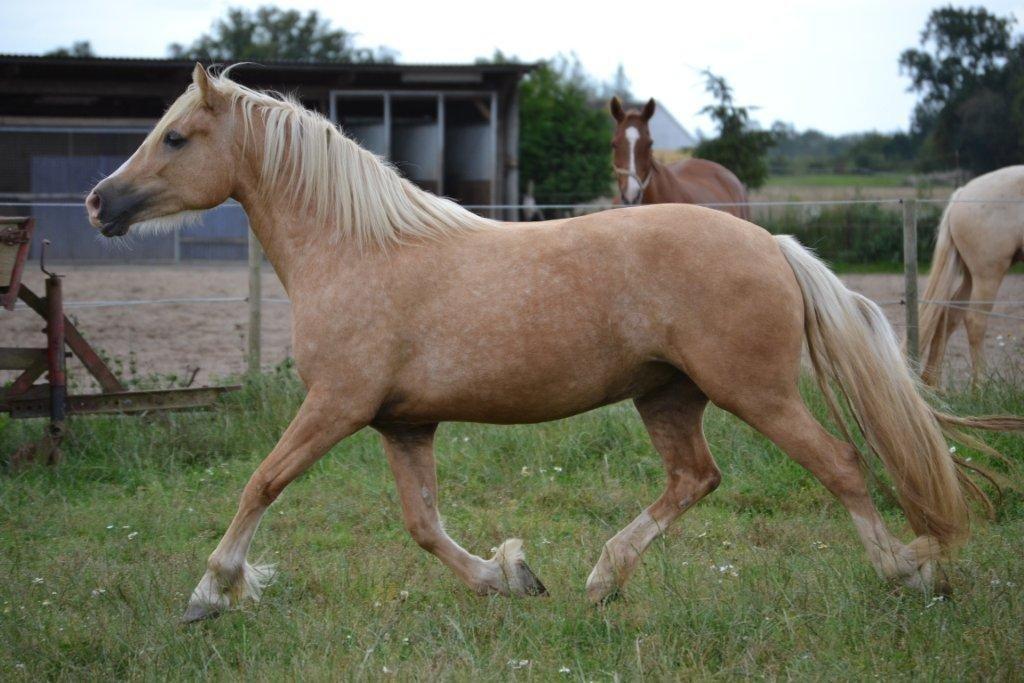 Welsh Cob (sec D) Rosalinde - Foto: Zanne Jedig billede 10