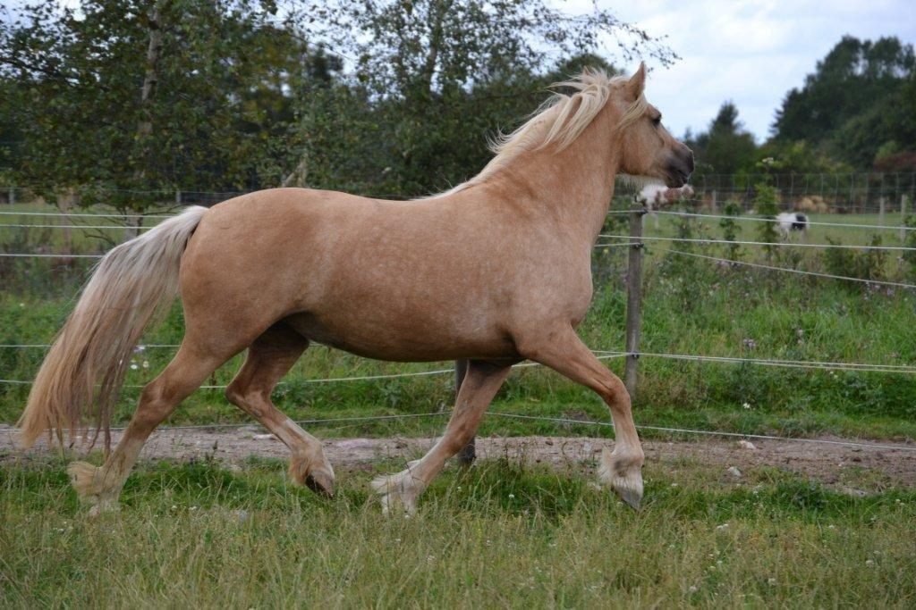 Welsh Cob (sec D) Rosalinde - Foto: Zanne Jedig billede 11