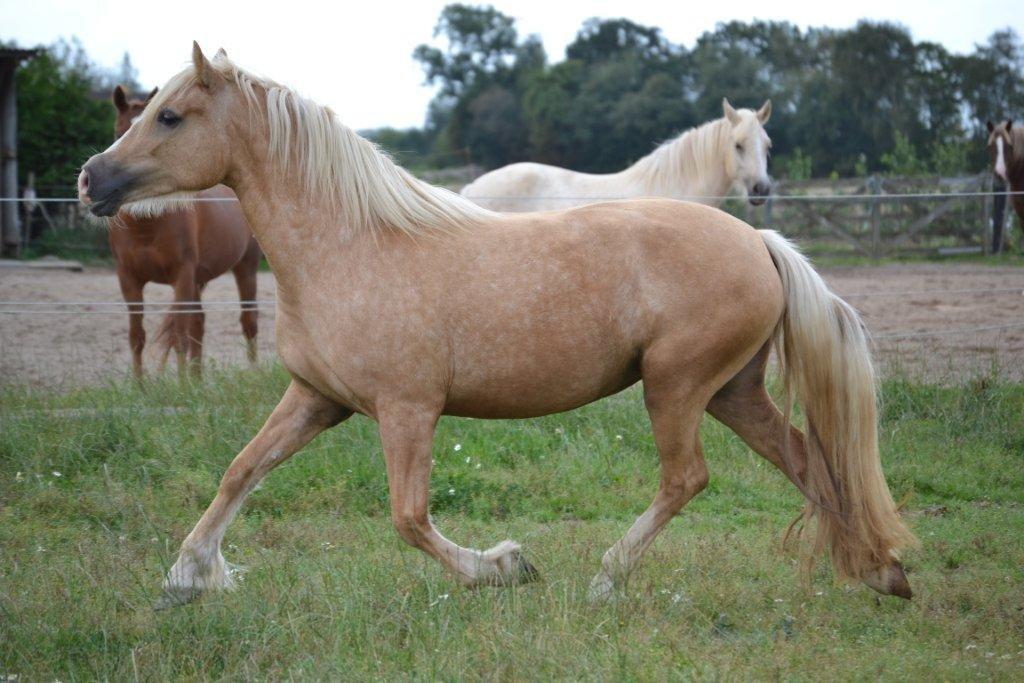 Welsh Cob (sec D) Rosalinde - Foto: Zanne Jedig billede 25