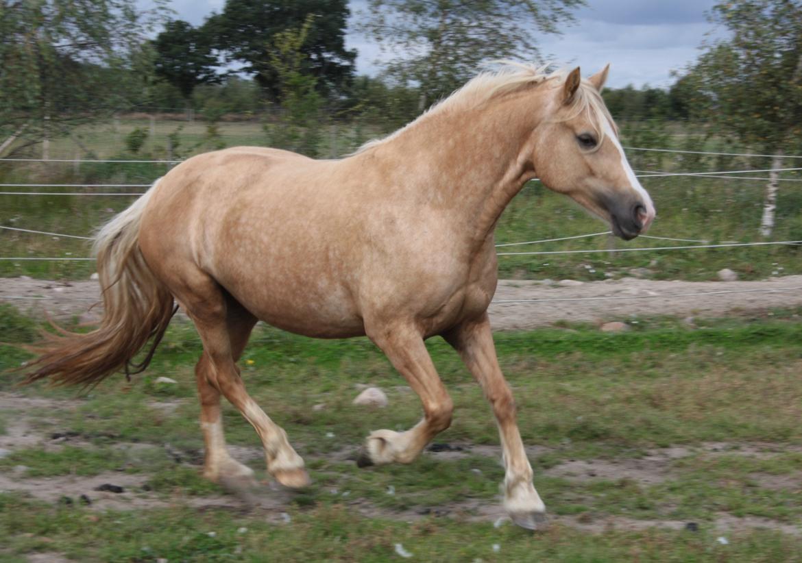 Welsh Cob (sec D) Rosalinde - Billed fra vi var ude og se hende og vi faldt selvfølgelig for hende lige med det samme. billede 27