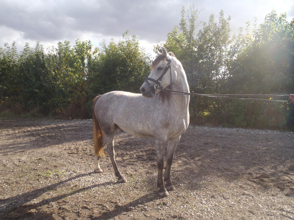 Welsh Pony (sec B) Låddenhøjs Toby (Lånepony) billede 2