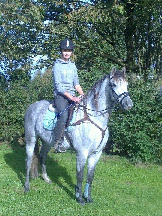 Welsh Pony (sec B) Låddenhøjs Toby (Lånepony) billede 3