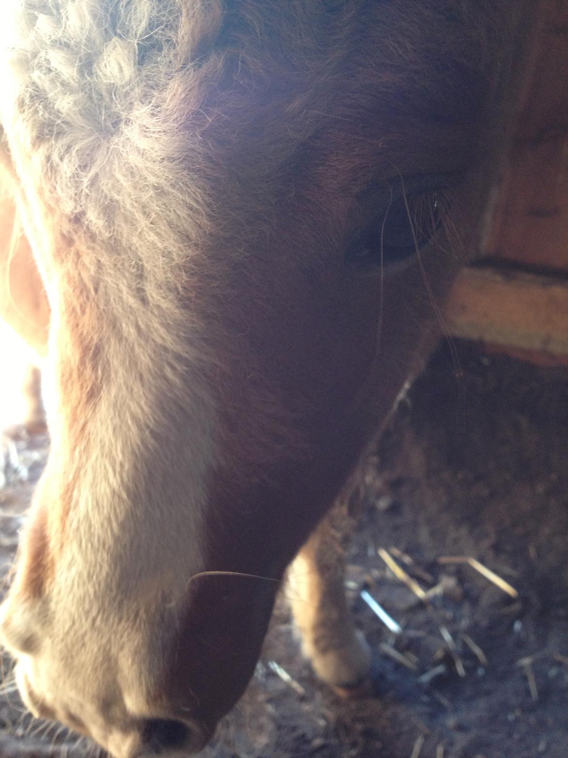 Shetlænder Lille Prins <3 billede 17