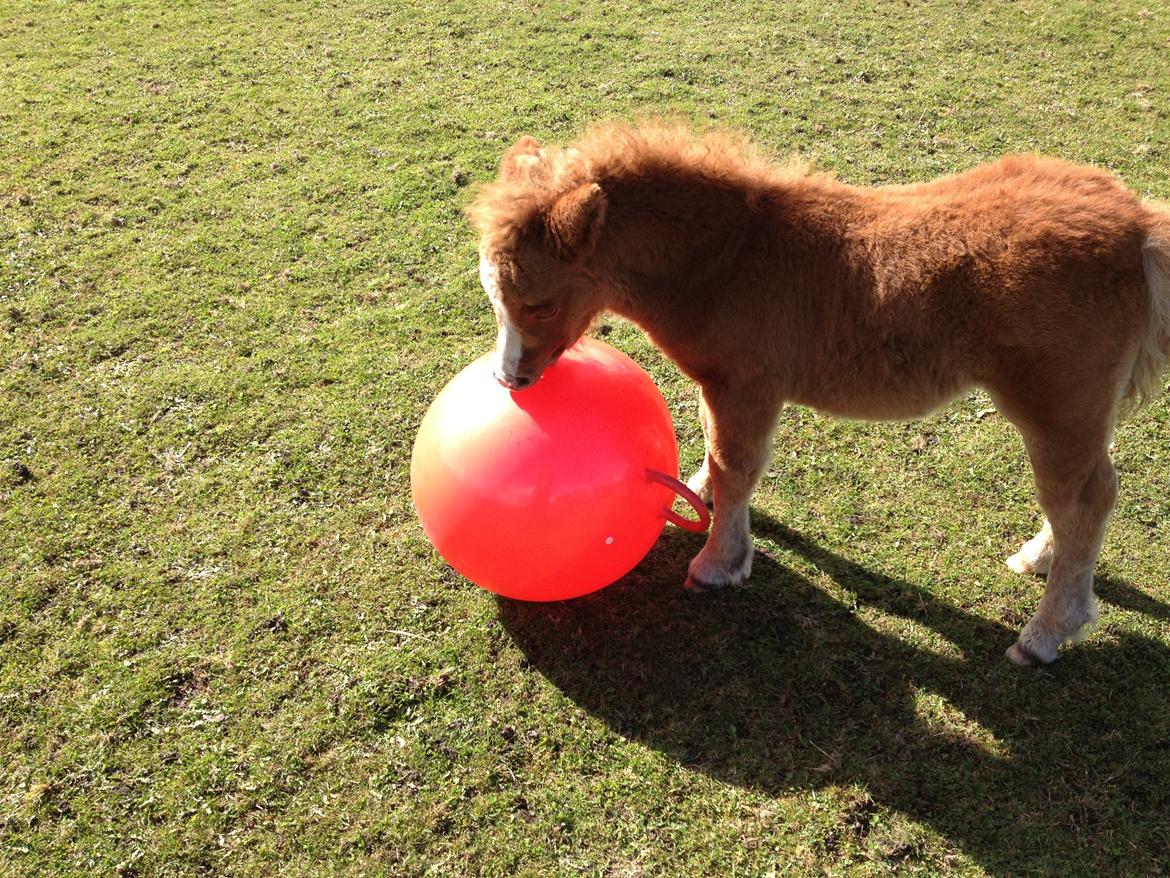Shetlænder Lille Prins <3 - Hans nye bedste ven, den røde gummibold ;D  billede 18