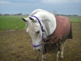 Anden særlig race Just My Luck billede 2