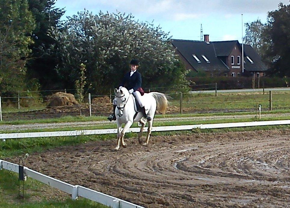 Anden særlig race Just My Luck billede 3