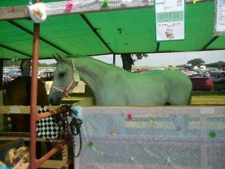 Anden særlig race Just My Luck - På Bregentved Dyrskue:) billede 4