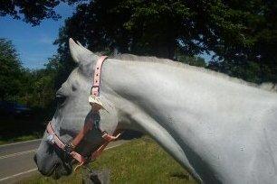 Anden særlig race Just My Luck billede 5