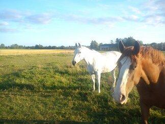 Anden særlig race Just My Luck billede 7