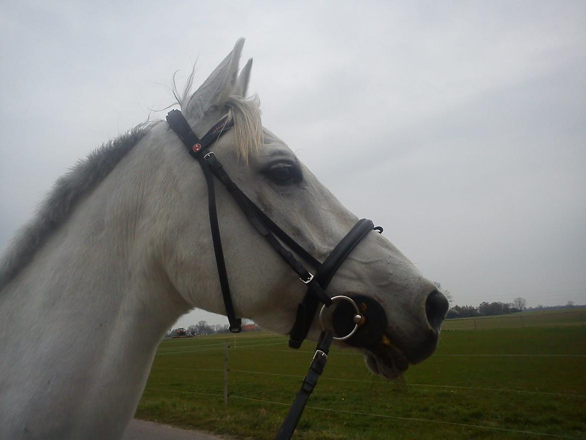 Anden særlig race Just My Luck billede 9