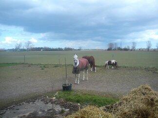 Anden særlig race Just My Luck billede 11