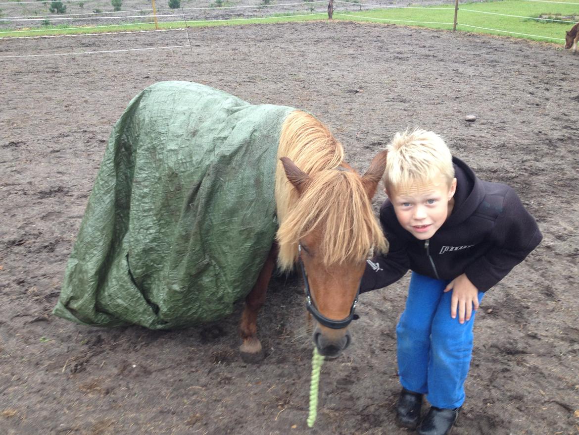 Shetlænder Solgårdens Lotte "Flotte Lotte" <3 billede 14