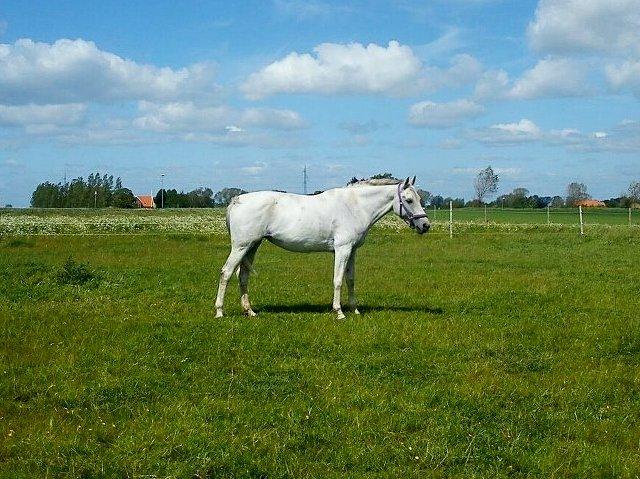 Anden særlig race Just My Luck billede 12