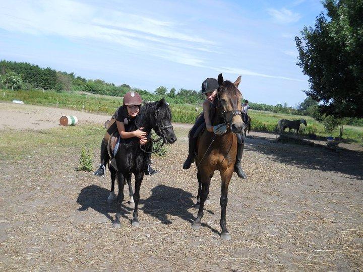 Anden særlig race Engholms Bueno Agate billede 1