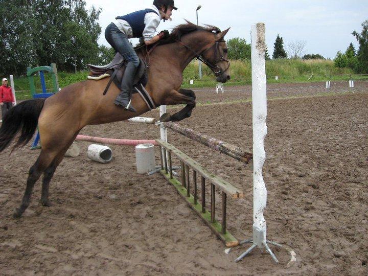 Anden særlig race Engholms Bueno Agate billede 4