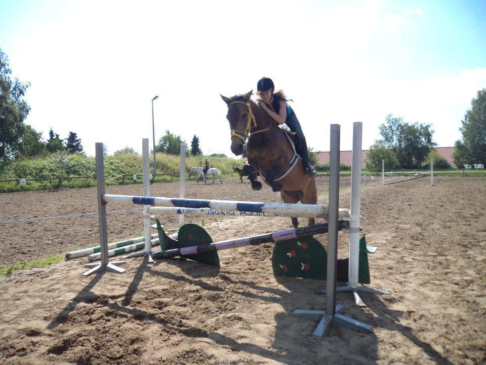 Anden særlig race Engholms Bueno Agate billede 5