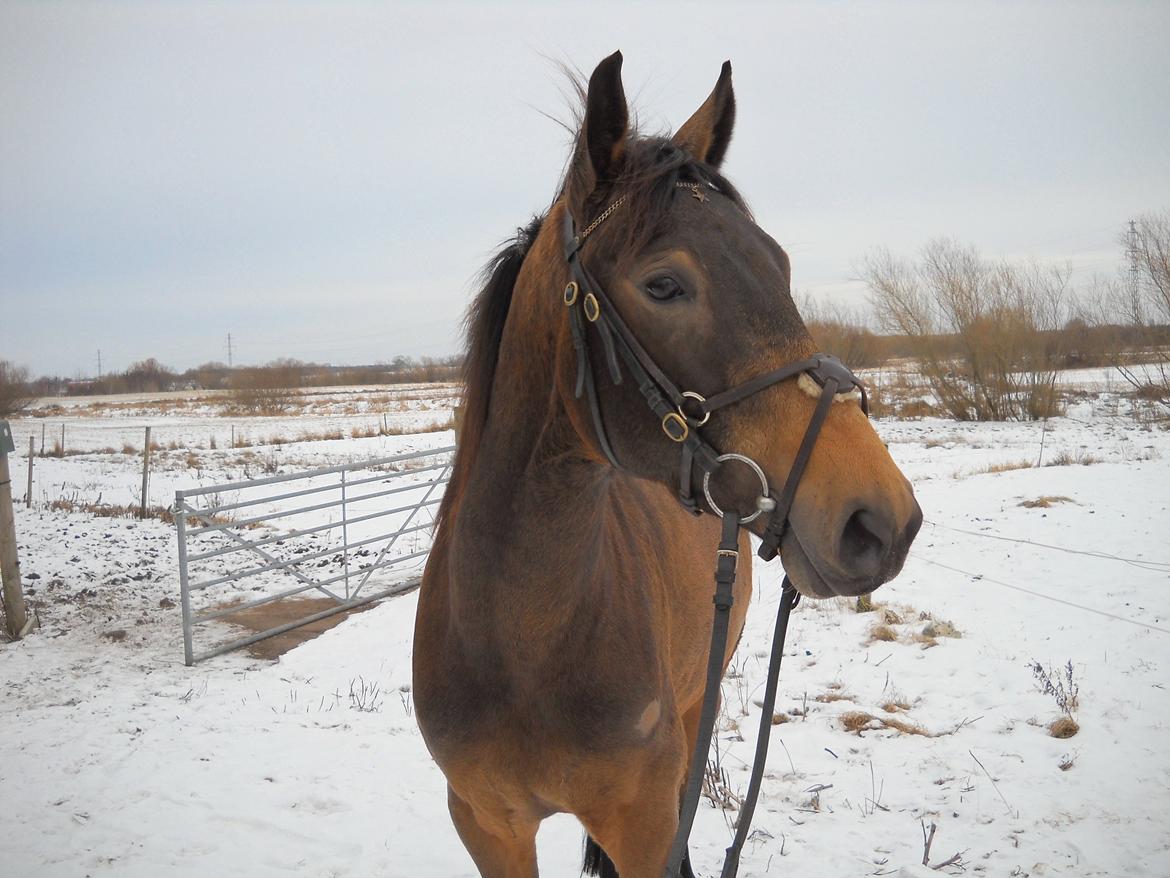Anden særlig race Engholms Bueno Agate billede 6